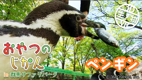 【3D生き物VR】おやつのじかん展「ペンギンのおやつのじかん」 in群馬サファリパーク