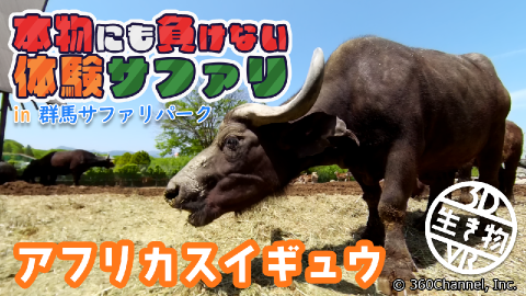 【3D生き物VR】本物にも負けない体験サファリ「アフリカスイギュウ」in群馬サファリパーク