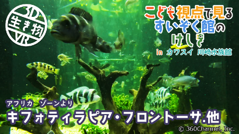 【3D生き物VR】こども視点で見るすいぞく館のけしき inカワスイ 川崎水族館「アフリカ水槽01」