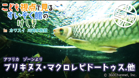 【3D生き物VR】こども視点で見るすいぞく館のけしき inカワスイ 川崎水族館「アフリカ水槽02」