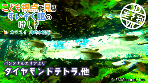 【3D生き物VR】こども視点で見るすいぞく館のけしき inカワスイ 川崎水族館「パンタナル水槽」