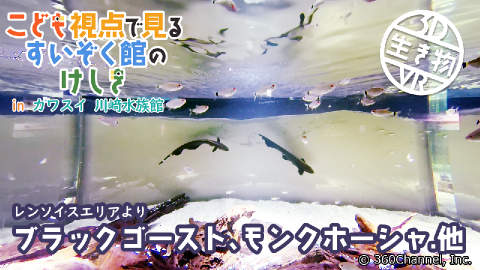【3D生き物VR】こども視点で見るすいぞく館のけしき inカワスイ 川崎水族館「レンソイス水槽」