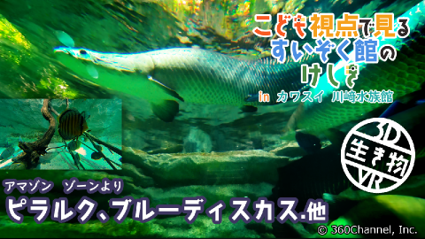 【3D生き物VR】こども視点で見るすいぞく館のけしき inカワスイ 川崎水族館「アマゾン水槽」
